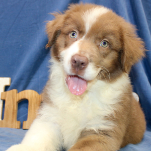 Australian Shepherd Puppy Perry