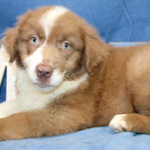 Australian Shepherd Puppy Perry
