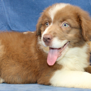 Australian Shepherd Puppy Perry