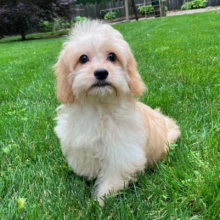 Cavachon Puppy Sandy