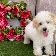 Havanese Puppy Harry