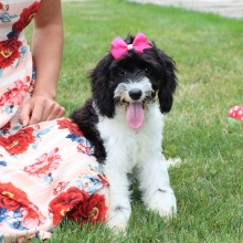 Cavapoo Puppy Taya