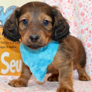Dachshund Puppy Dax