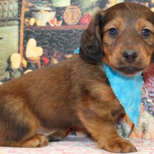 Dachshund Puppy Dax