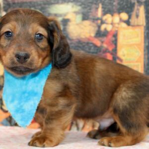 Dachshund Puppy Dax