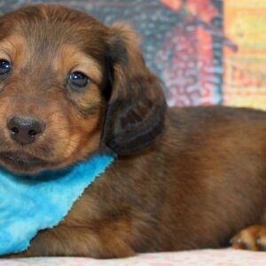 Dachshund Puppy Dax
