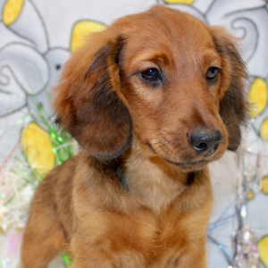 Dachshund Puppy Dax