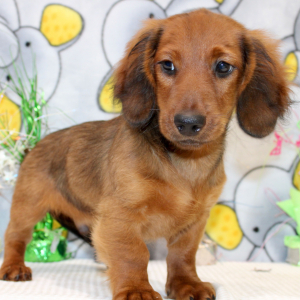 Dachshund Puppy Dax