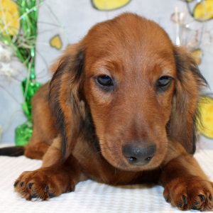 Dachshund Puppy Dax