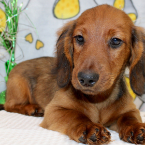 Dachshund Puppy Dax