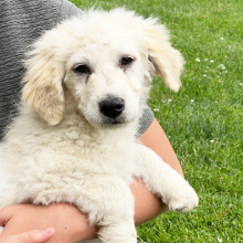 Labradoodle Puppy Aspen