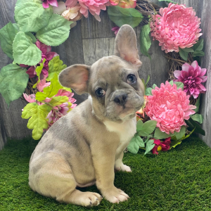French Bulldog Puppy Jake
