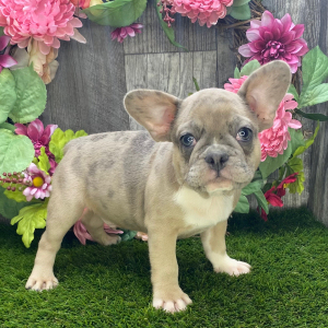 French Bulldog Puppy Jake