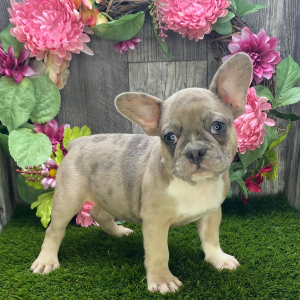 French Bulldog Puppy Jake