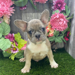 French Bulldog Puppy Jake