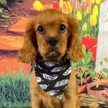 Cavalier King Charles Spaniel Puppy Grady