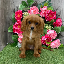 Cavalier King Charles Spaniel Puppy Victor