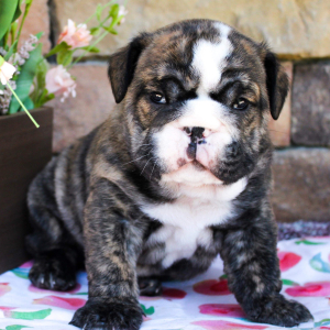 Bulldog Puppy Jack