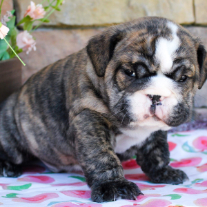 Bulldog Puppy Jack