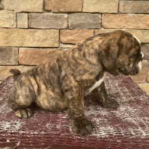 Bulldog Puppy Jack