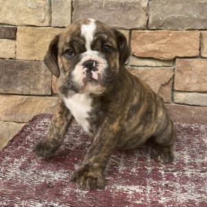 Bulldog Puppy Jack