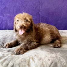 Labradoodle Puppy Owen