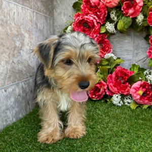 Yorkshire Terrier Puppy Carmon