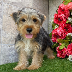 Yorkshire Terrier Puppy Carmon