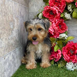 Yorkshire Terrier Puppy Carmon