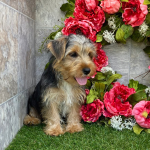 Yorkshire Terrier Puppy Carmon