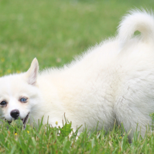 Pomsky Puppy Zhora