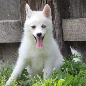 Pomsky Puppy Zhora