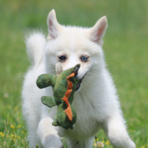 Pomsky Puppy Zhora