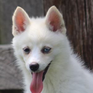 Pomsky Puppy Zhora