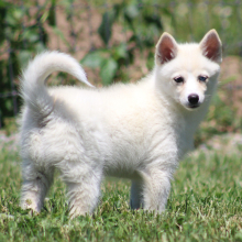 Pomsky Puppy Zhora