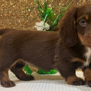 Dachshund Puppy Blayne