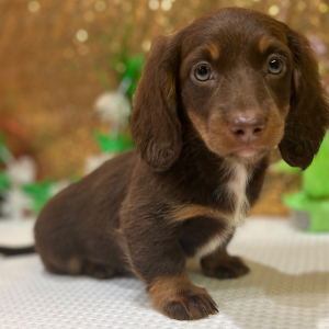Dachshund Puppy Blayne