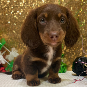 Dachshund Puppy Blayne