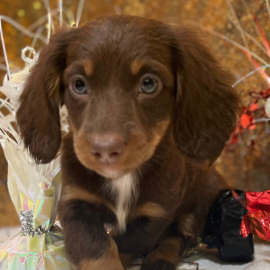 Dachshund Puppy Blayne