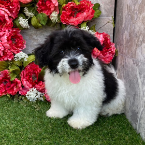 Havanese Puppy Karl