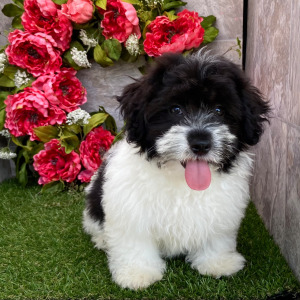 Havanese Puppy Karl