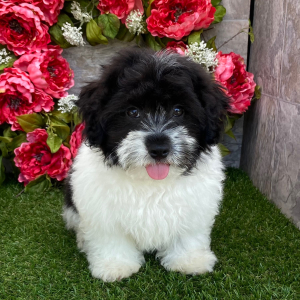 Havanese Puppy Karl
