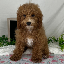 Cavapoo Puppy Trixi