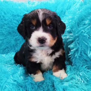 Bernedoodle Puppy Chico