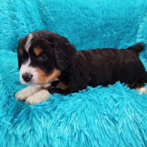 Bernedoodle Puppy Chico
