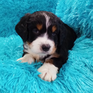 Bernedoodle Puppy Chico
