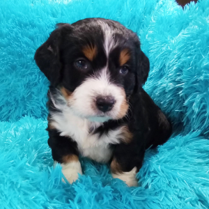 Bernedoodle Puppy Chico