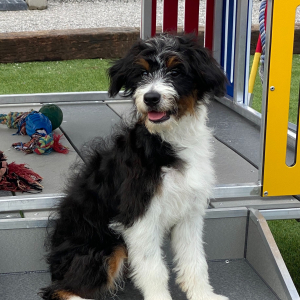 Aussiedoodle Puppy Miles