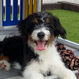 Aussiedoodle Puppy Miles
