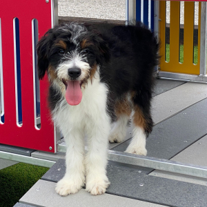 Aussiedoodle Puppy Miles